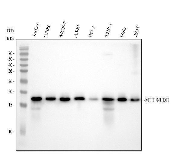 Western blot analysis of MTH1 using anti-MTH1 antibody (M04258)