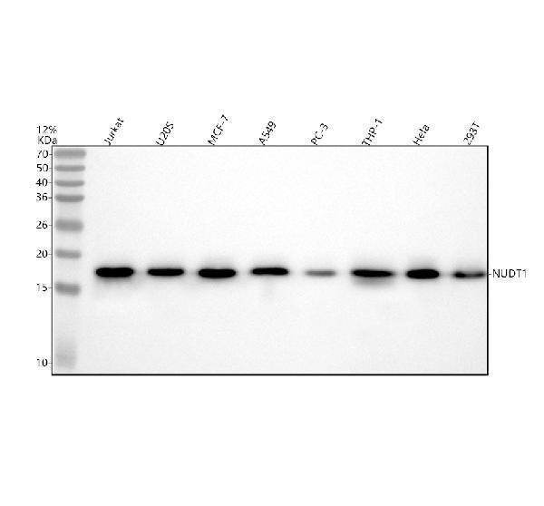 Western blot analysis of NUDT1 using anti-NUDT1 antibody (M04258)