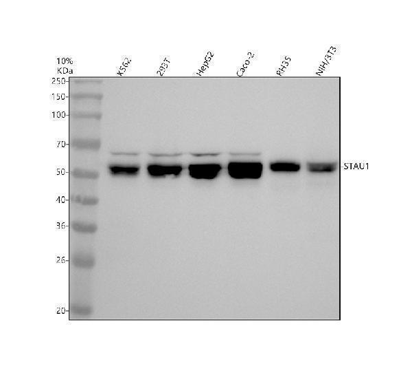 Western blot analysis of STAU1 using anti-STAU1 antibody (M04259)