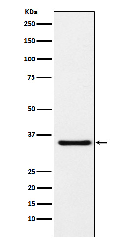 m04262 wb