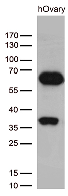 m04277 anti fklf  klf11 klf11 mouse monoclonal antibody clone id oti5a1 wb testing 2