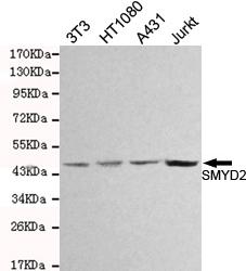 m04281 smyd2 primary antiboties wb testing 1