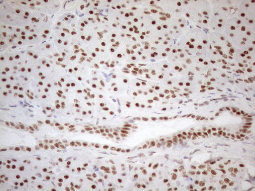 m04296 anti wtap mouse monoclonal antibody clone id oti12g7 ihc testing 3
