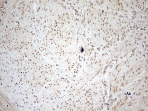 m04296 anti wtap mouse monoclonal antibody clone id oti12g7 ihc testing 7