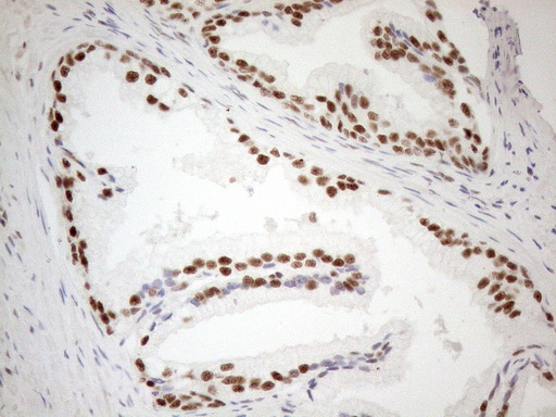 m04296 anti wtap mouse monoclonal antibody clone id oti12g7 ihc testing 9