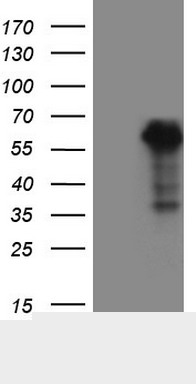m04296 anti wtap mouse monoclonal antibody clone id oti12g7 wb testing 1