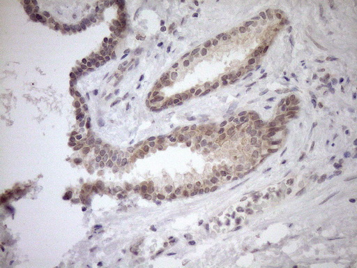 m04301 anti parg mouse monoclonal antibody clone id oti6f4 ihc testing 6