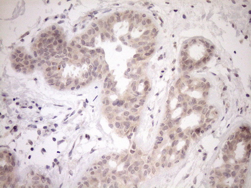 m04301 anti parg mouse monoclonal antibody clone id oti6f4 ihc testing 7