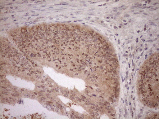 m04301 anti parg mouse monoclonal antibody clone id oti6f4 ihc testing 9