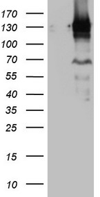m04301 anti parg mouse monoclonal antibody clone id oti6f4 wb testing 1