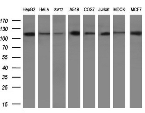 m04301 anti parg mouse monoclonal antibody clone id oti6f4 wb testing 2