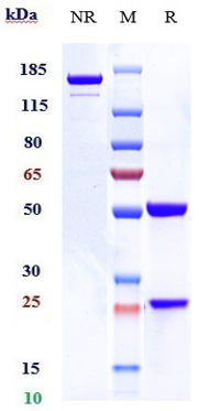 Anti-IL-3Ra/CD123 Reference Antibody (talacotuzumab) on SDS-PAGE under reducing (R) condition