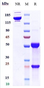 Anti-IL-3Ra/CD123 Reference Antibody (SNG-CD123A) on SDS-PAGE under reducing (R) condition