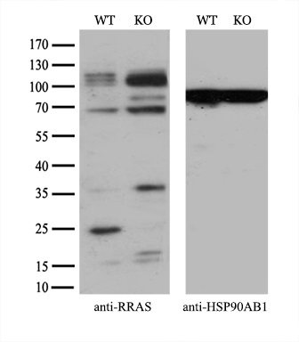 Equivalent amounts of cell lysates (10 ug per lane) of wild-type HeLa cells (WT) and RRAS-Knockout HeLa cells (KO) were separated by SDS-PAGE and immunoblotted with anti-RRAS monoclonal antibody M04310 (1:500)