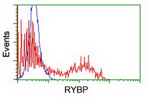 HEK293T cells transfected with either RYBP (Myc-DDK-tagged) overexpress plasmid (Red) or empty vector control plasmid (Blue) were immunostained by anti-RYBP antibody (M04316-2)