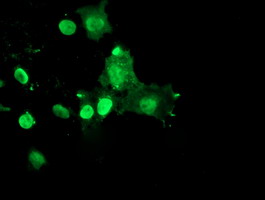 m04316 anti rybp mouse monoclonal antibody clone id oti1b2 if testing 11