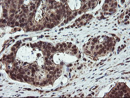 m04316 anti rybp mouse monoclonal antibody clone id oti1b2 ihc testing 5