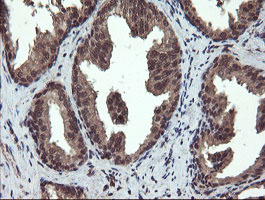 m04316 anti rybp mouse monoclonal antibody clone id oti1b2 ihc testing 7