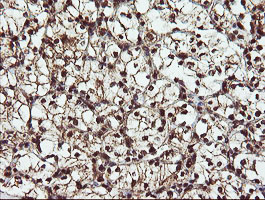 m04316 anti rybp mouse monoclonal antibody clone id oti1b2 ihc testing 9
