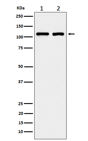 Western blot analysis of eIF3B expression in (1) A431 cell lysate; (2) 293T cell lysate