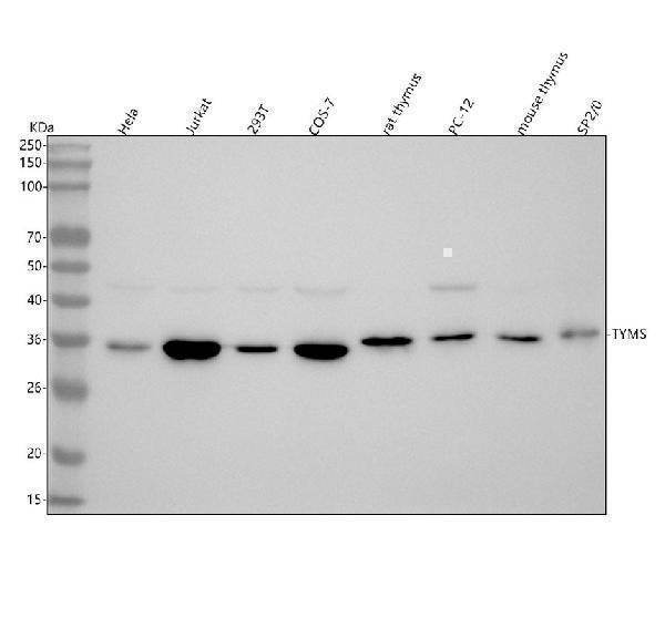  Western blot analysis of TYMS using anti-TYMS antibody (M04320-1)