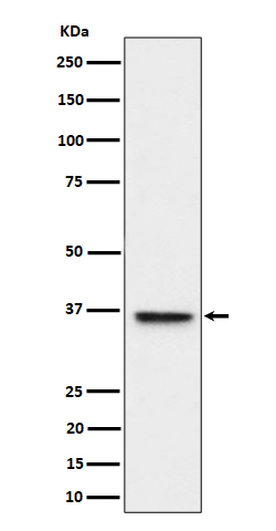 Western blot analysis of ULBP1 expression in HeLa cell lysate