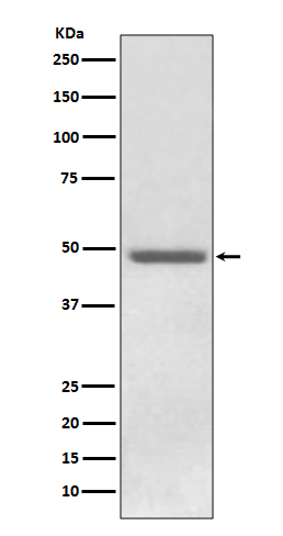 Western blot analysis of ADFP expression in HepG2 cell lysate