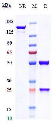 m04332 sds page
