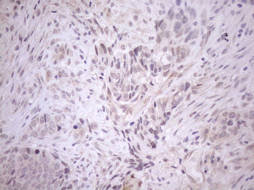 m04333 anti ciapin1 mouse monoclonal antibody clone id oti5a6 ihc testing 3