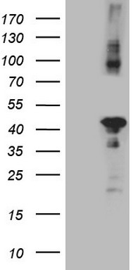 m04333 anti ciapin1 mouse monoclonal antibody clone id oti5a6 wb testing 1