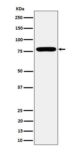 Western blot analysis of GFPT1 expression in MCF7 cell lysate