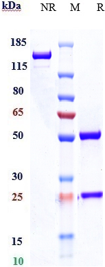 Anti-TNFRSF21/DR6/CD358 Reference Antibody (Abbvie patent anti-TNFRSF21) on SDS-PAGE under reducing (R) condition
