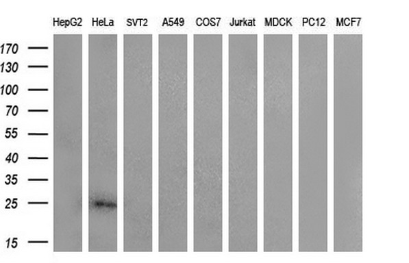 m04351 anti cited1 mouse monoclonal antibody clone id oti3c12 wb testing 2