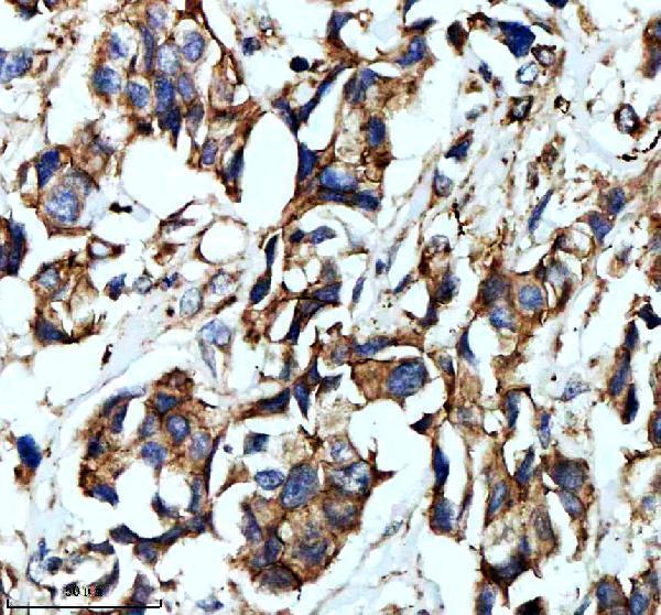 m04352 plau primary antibodies ihc testing 1