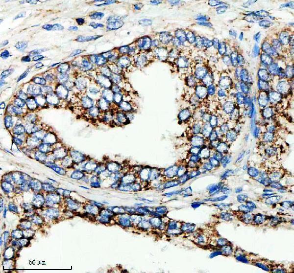 m04352 plau primary antibodies ihc testing 2