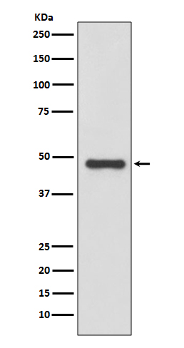 m04352 wb