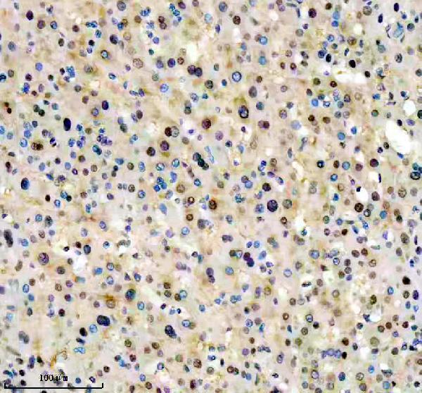 IHC analysis of PSMA3 using anti-PSMA3 antibody (M04355)