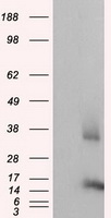 m04360 1 anti cisd1 mouse monoclonal antibody clone id oti3a1 wb testing 1