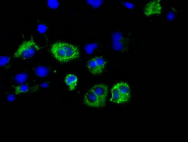m04360 anti cisd1 mouse monoclonal antibody clone id oti2b3 if testing 4