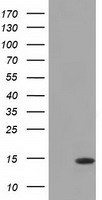 m04360 anti cisd1 mouse monoclonal antibody clone id oti2b3 wb testing 1