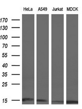 m04360 anti cisd1 mouse monoclonal antibody clone id oti2b3 wb testing 2