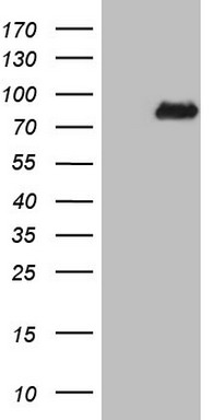 HEK293T cells were transfected with the pCMV6-ENTRY control (Left lane) or pCMV6-ENTRY NCOA4 (Right lane) cDNA for 48 hrs and lysed