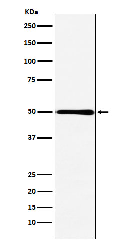 Western blot analysis of HMGCS2 expression in Caco-2 cell lysate