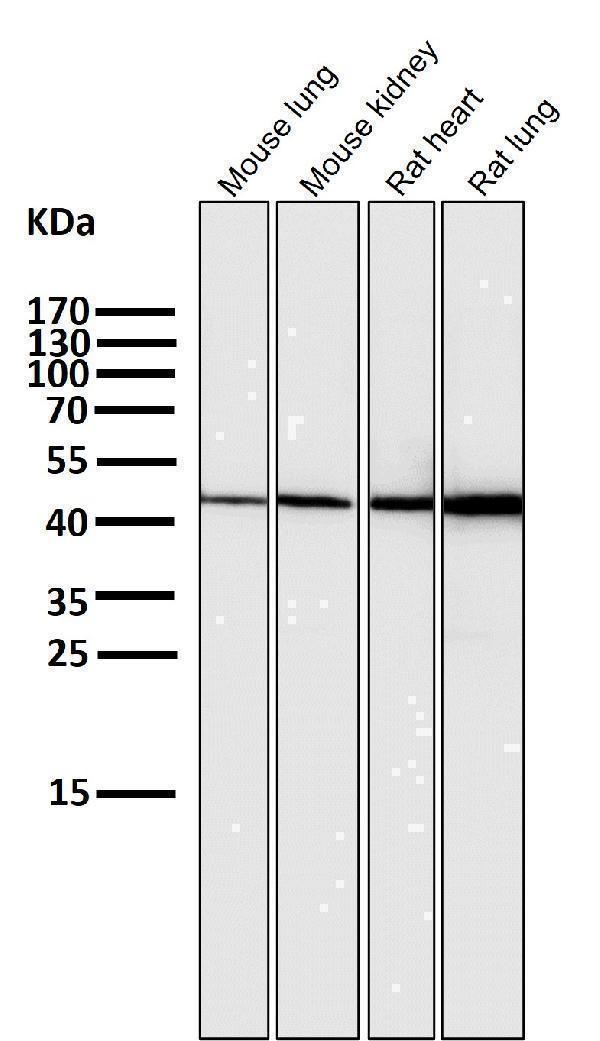 All lanes use the Antibody at 1:1K dilution for 1 hour at room temperature