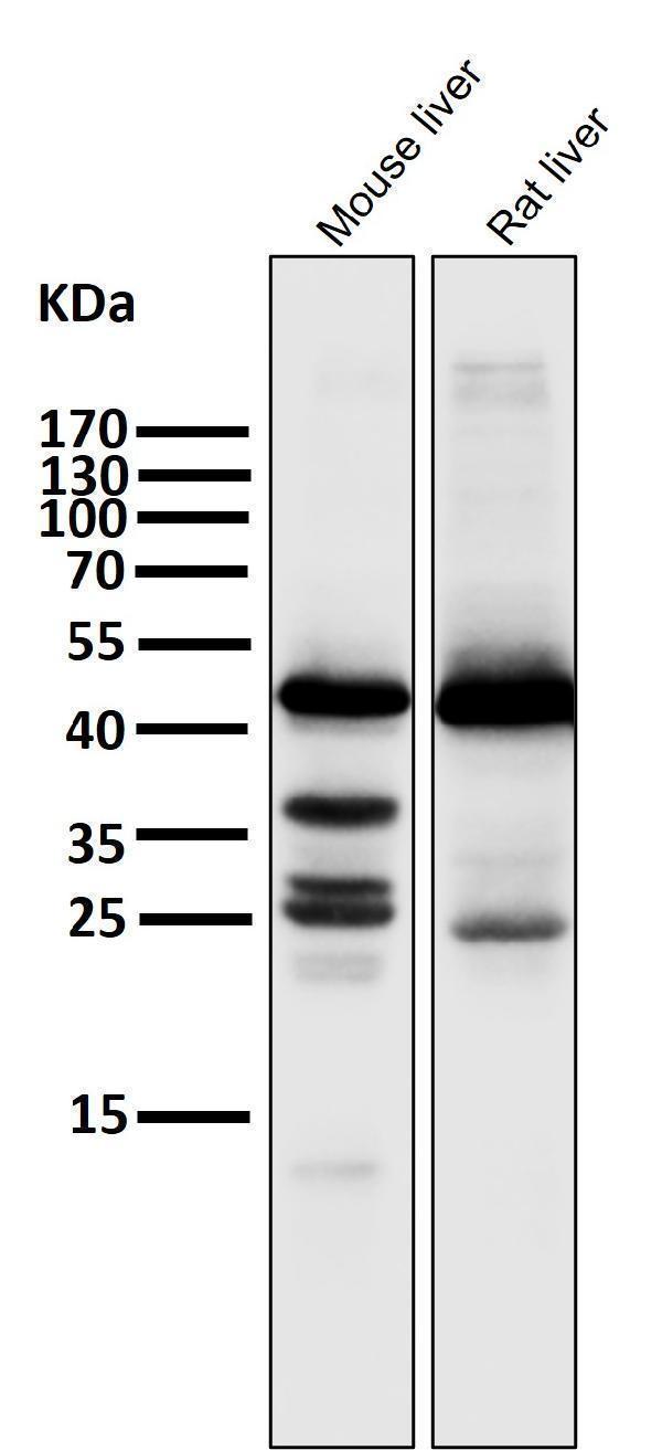 All lanes use the Antibody at 1:1K dilution for 1 hour at room temperature