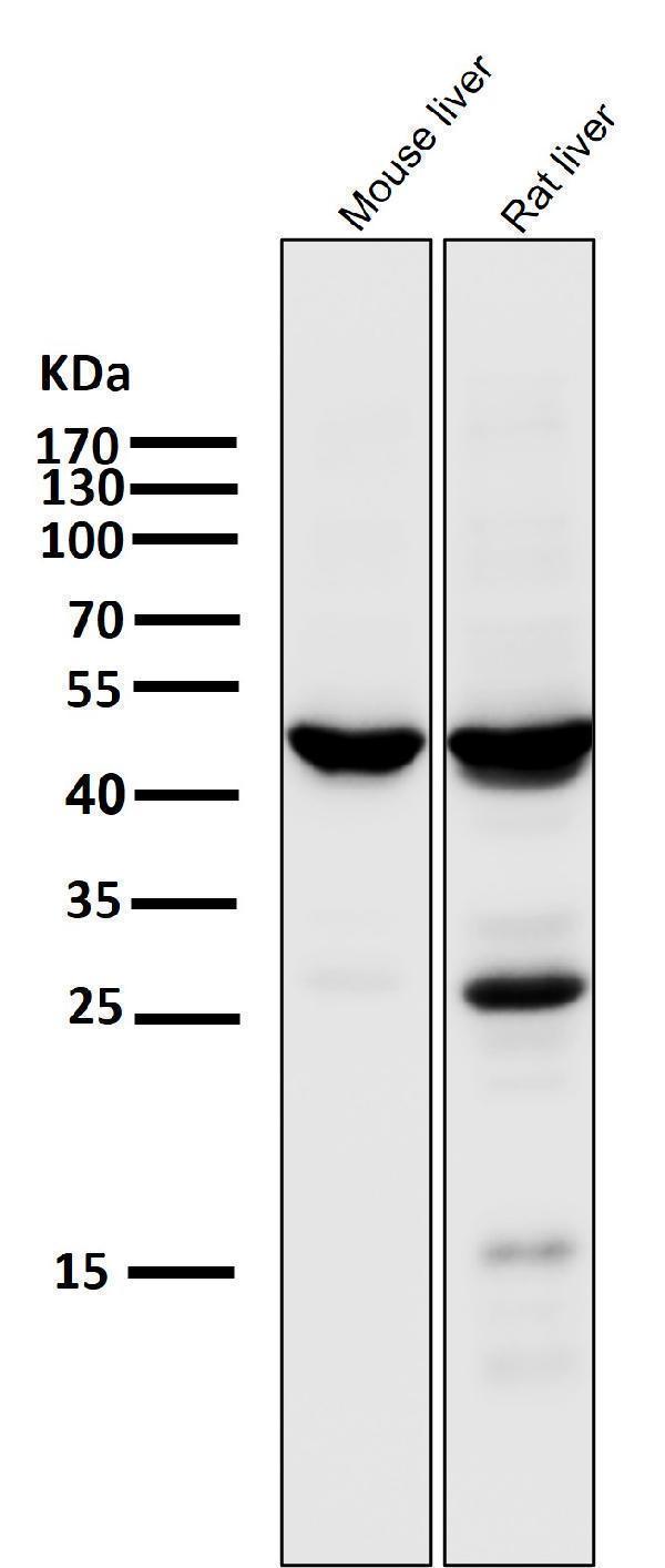 m04371 wb9
