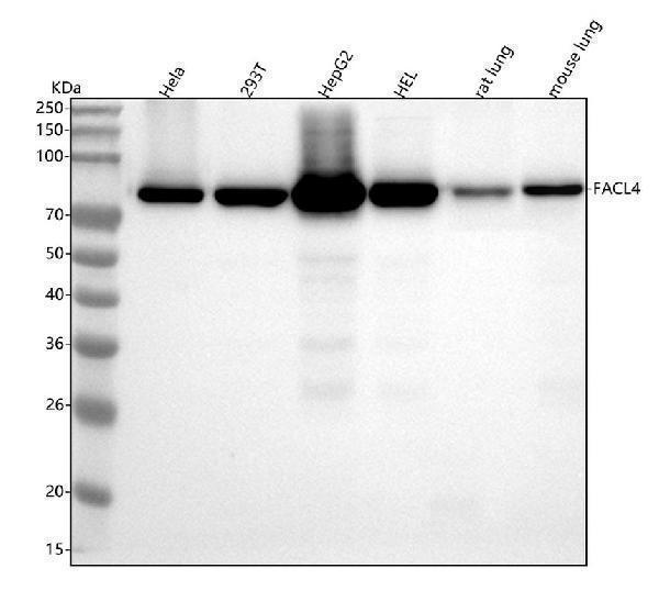  Western blot analysis of FACL4 using anti-FACL4 antibody (M04372-1)