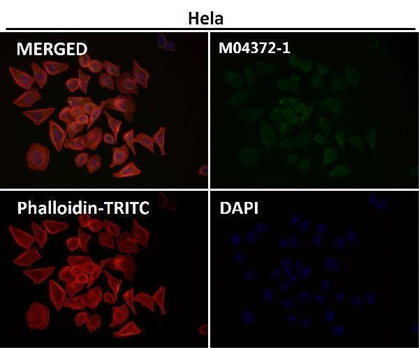 Immunofluorescent analysis using the Antibody at 1:50 dilution