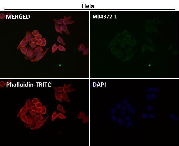 Immunofluorescent analysis using the Antibody at 1:150 dilution