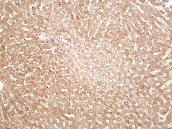Rat liver was stained with anti-ACSL4 rabbit antibody